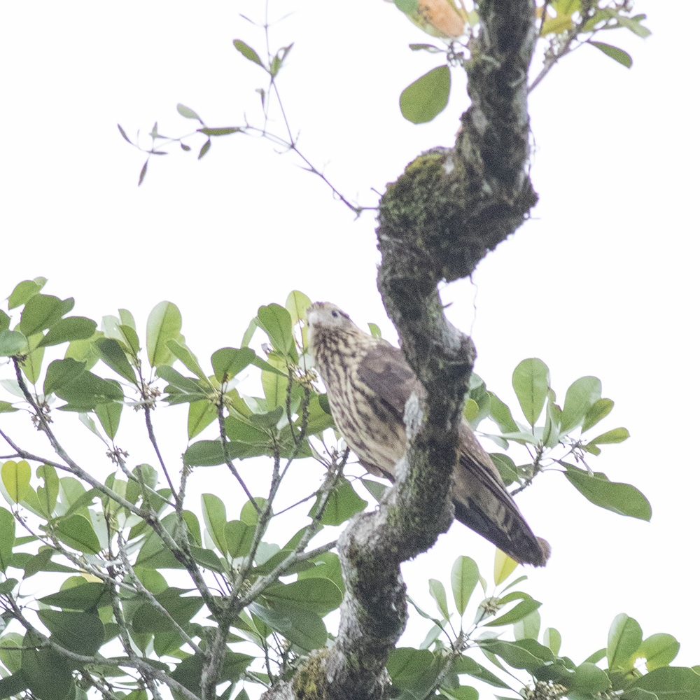 Acre Antshrike